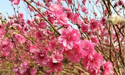 石马村桃花公园_石马桃花公园桃花什么时间开