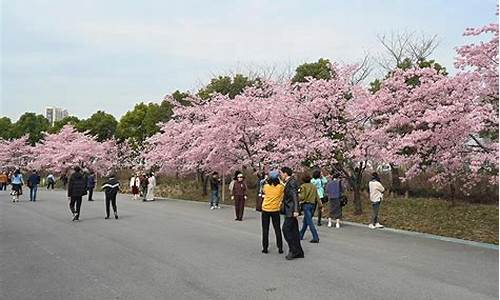 顾村公园樱花节人流数量_顾村公园樱花节人