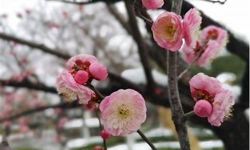 红梅公园梅花开花花期_红梅公园梅花什么时候开