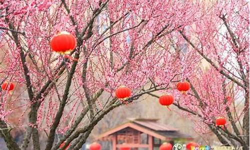 莘庄公园梅花节门票,莘庄梅园梅花开放时间