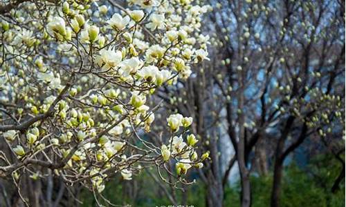 济南百花公园玉兰花开了吗2021_济南百花公园玉兰开花