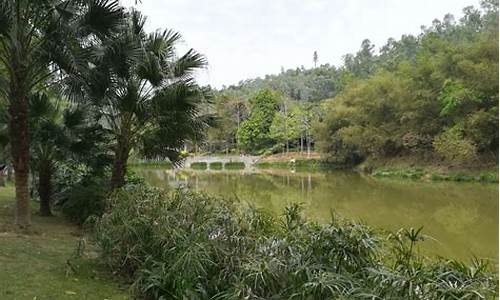 龙岗龙城公园有桑树吗,深圳市龙岗区龙城公园是免费的吗