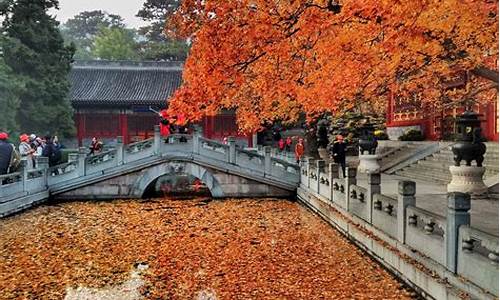 北京香山公园枫叶红了吗,北京香山公园枫叶什么时候红