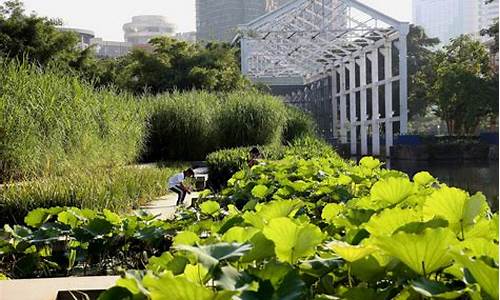 中山岐江公园生态修复_中山岐江公园生态修复工程项目