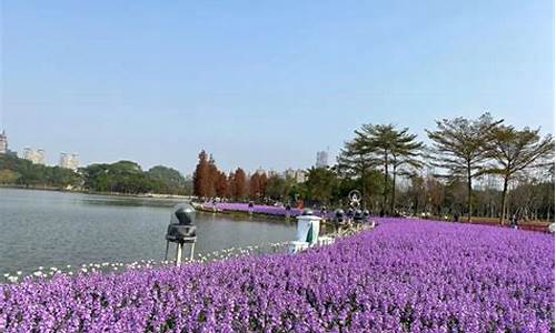 佛山顺峰山公园花海,今日佛山顺峰山公园