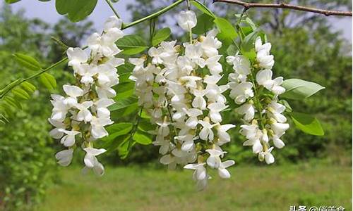 凤凰山公园有槐花吗,凤凰山花海在哪里