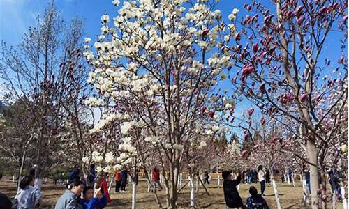 石景山雕塑公园玉兰花开了吗_石景山雕塑公园玉兰花开了吗