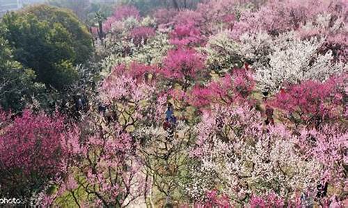 古林公园在什么地方-古林公园有什么花花草草