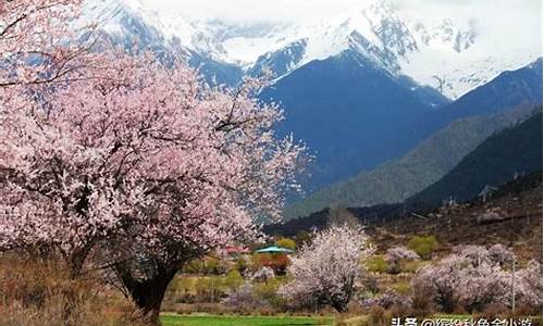 林芝景区海拔多少米-林芝景点海拔高度多少米