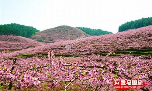 恭城桃花节在哪里-恭城桃花节自驾游攻略