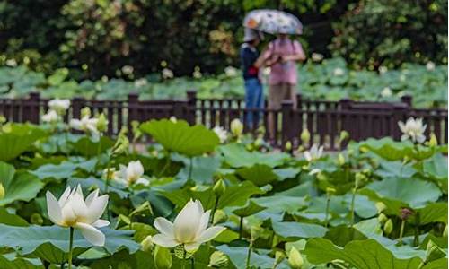 洪湖公园荷花开了吗今天-洪湖公园荷花开了吗