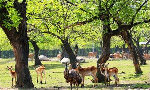 临潼到秦岭野生动物园路线-临潼到秦岭野生动物园路线图