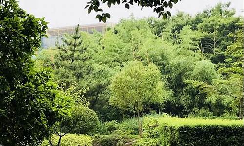 上海周浦公园有桑树吗,上海周浦公园好玩吗