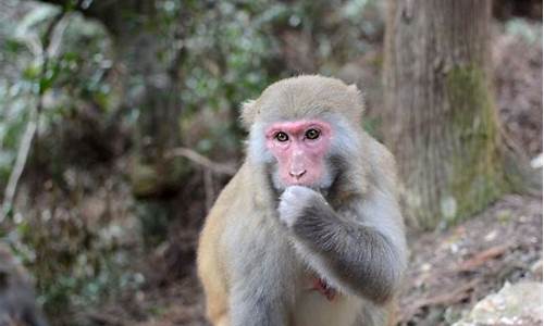旗山国家森林公园猴子,旗山森林公园有猴子